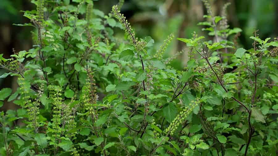 The Power of Tulsi